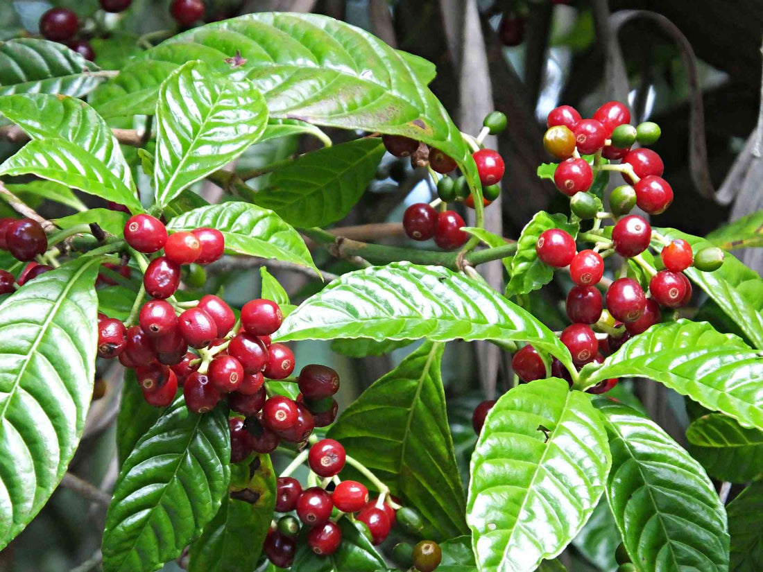 Coffee - More Than Just A Cup