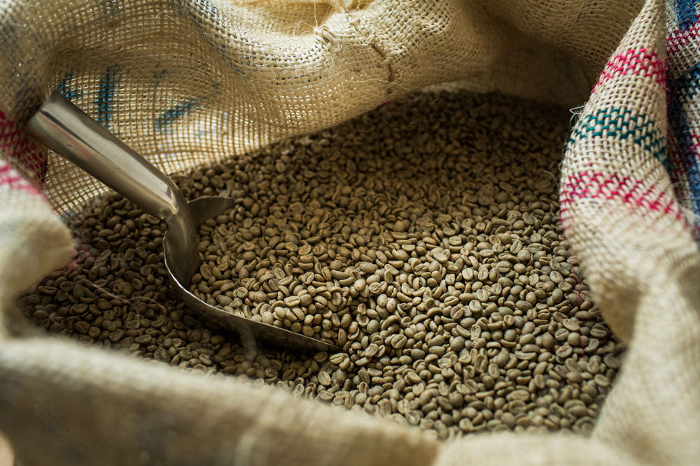 Panama Geisha Coffee Beans